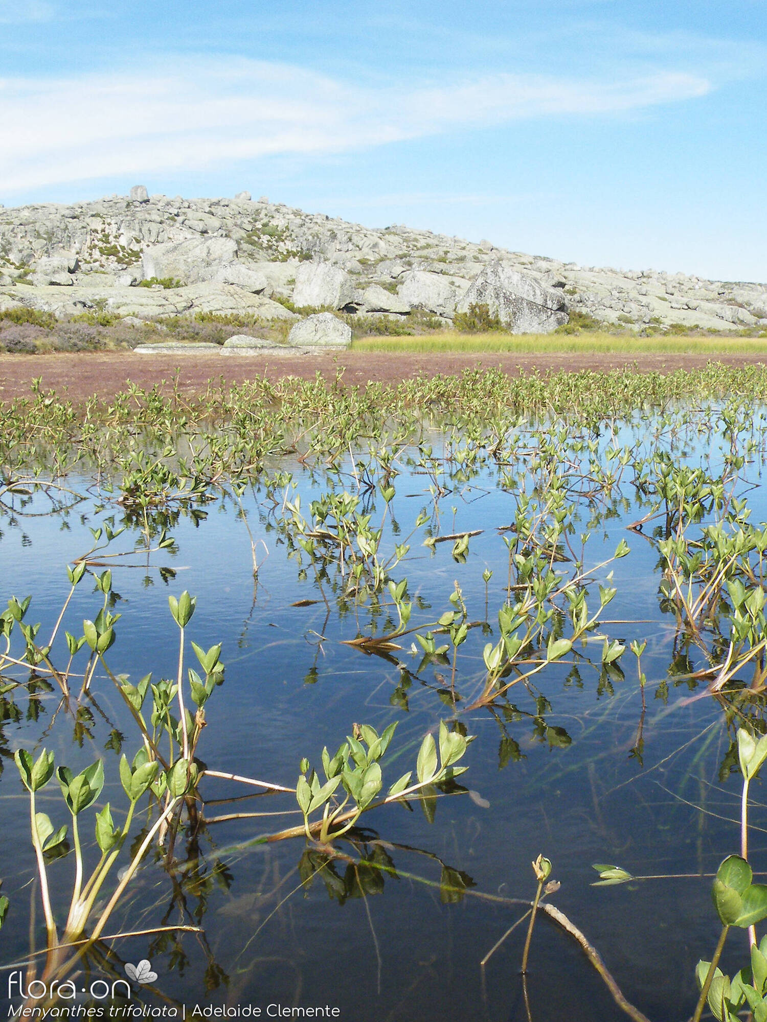 Menyanthes trifoliata - Habitat | Adelaide Clemente; CC BY-NC 4.0