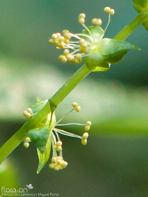 Mercurialis perennis - Flor (close-up) | Miguel Porto; CC BY-NC 4.0