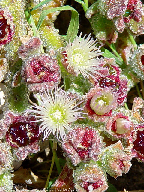 Mesembryanthemum crystallinum - Flor (close-up) | Carlos Aguiar; CC BY-NC 4.0