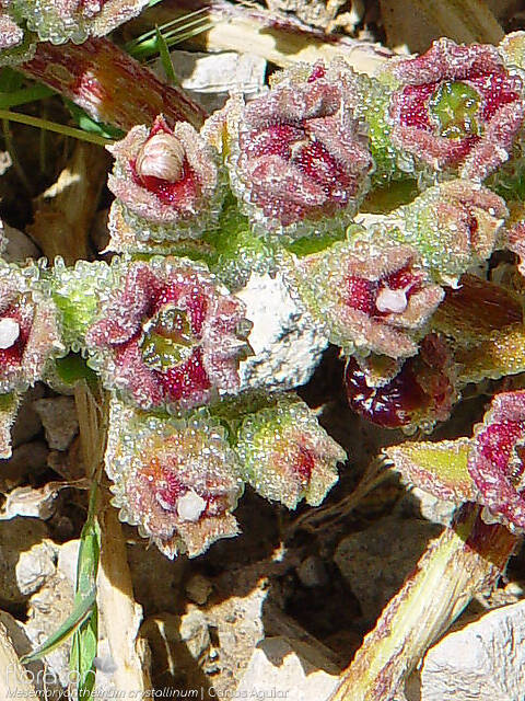 Mesembryanthemum crystallinum - Fruto | Carlos Aguiar; CC BY-NC 4.0