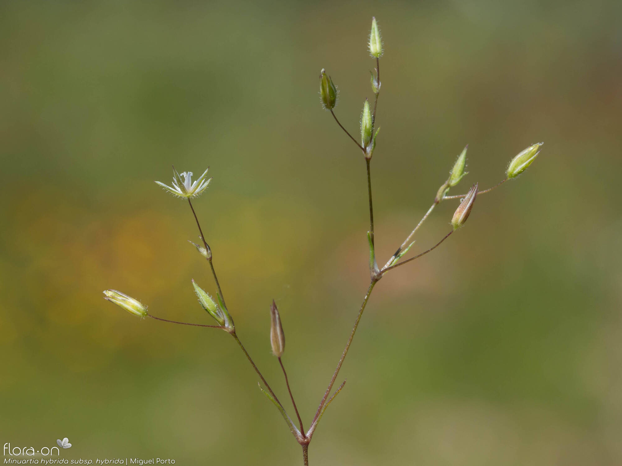 Minuartia hybrida hybrida - Flor (geral) | Miguel Porto; CC BY-NC 4.0