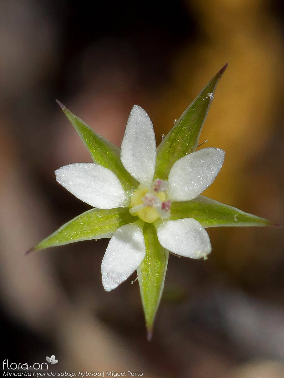 Minuartia hybrida hybrida - Flor (close-up) | Miguel Porto; CC BY-NC 4.0