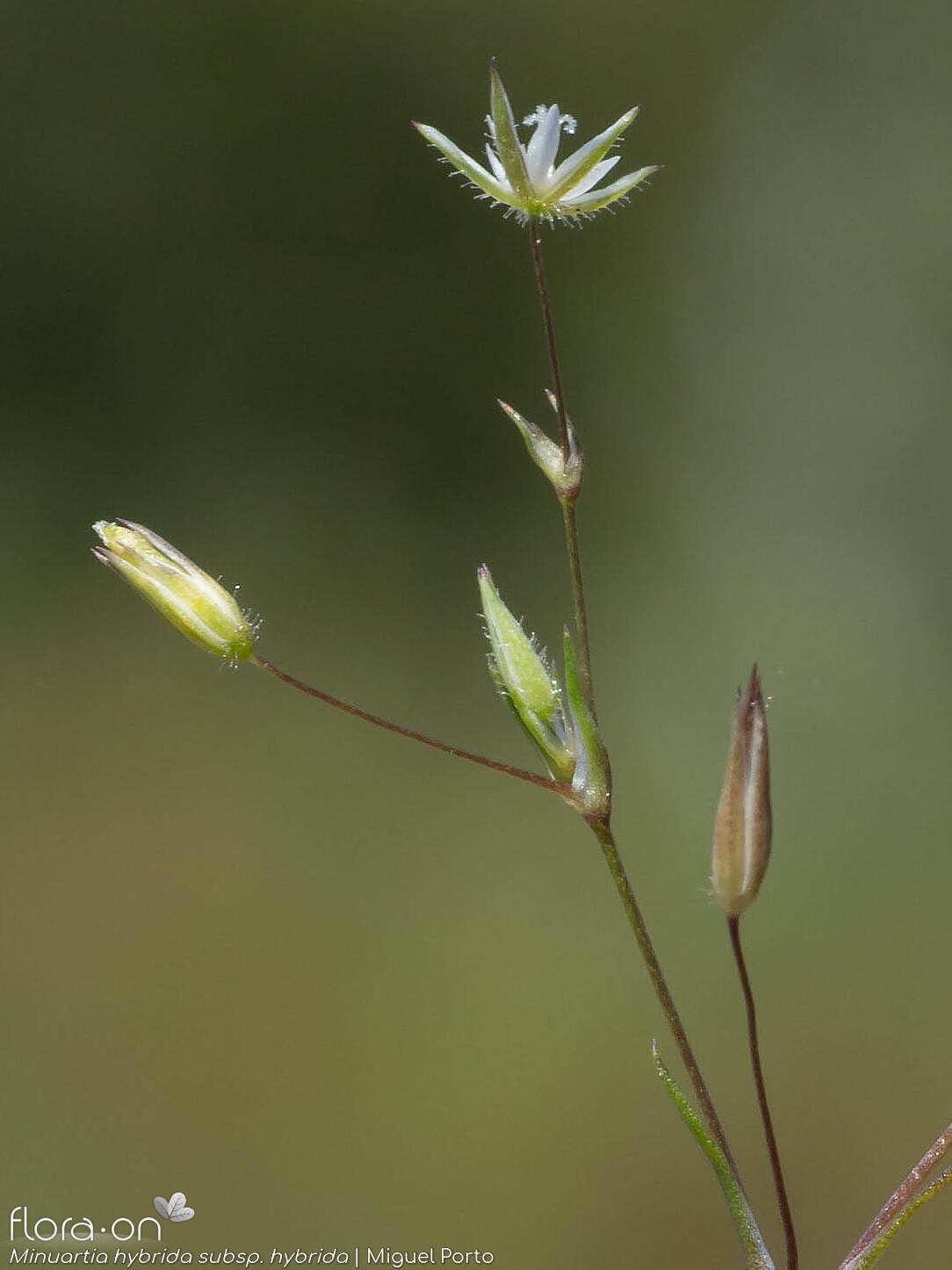 Minuartia hybrida hybrida - Flor (geral) | Miguel Porto; CC BY-NC 4.0