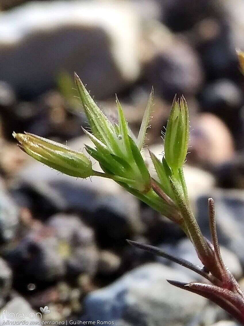 Minuartia mediterranea - Flor (close-up) | Guilherme Ramos; CC BY-NC 4.0