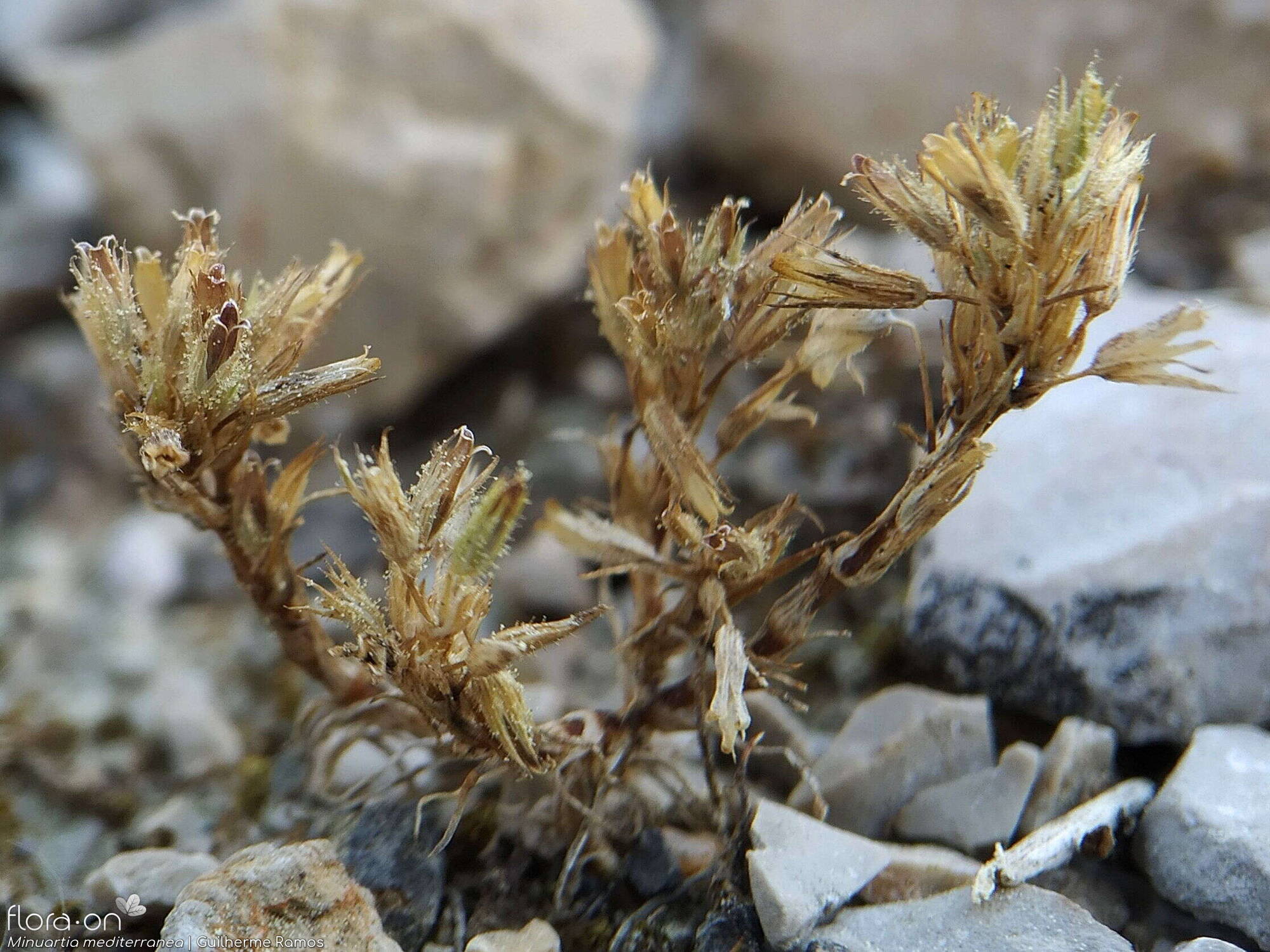 Minuartia mediterranea - Fruto | Guilherme Ramos; CC BY-NC 4.0