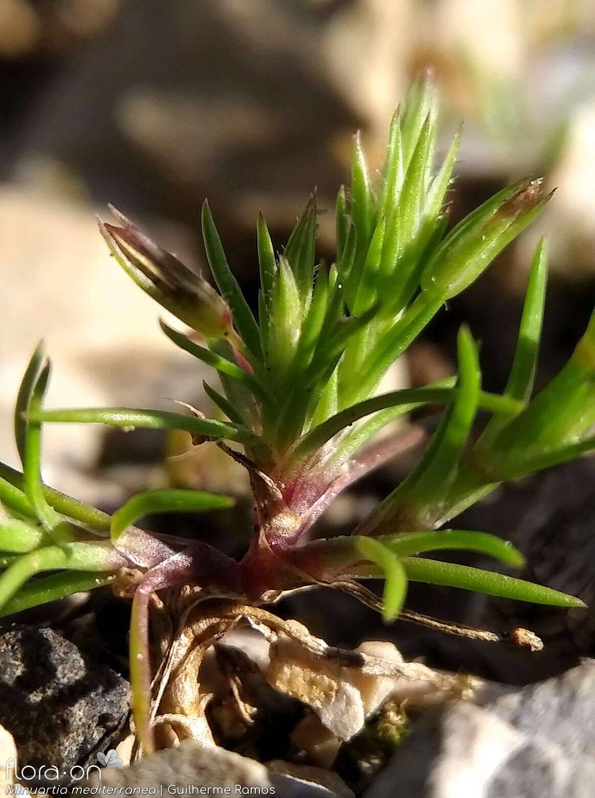 Minuartia mediterranea - Flor (geral) | Guilherme Ramos; CC BY-NC 4.0