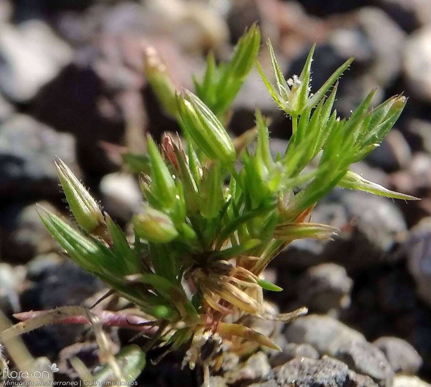 Minuartia mediterranea - Flor (geral) | Guilherme Ramos; CC BY-NC 4.0