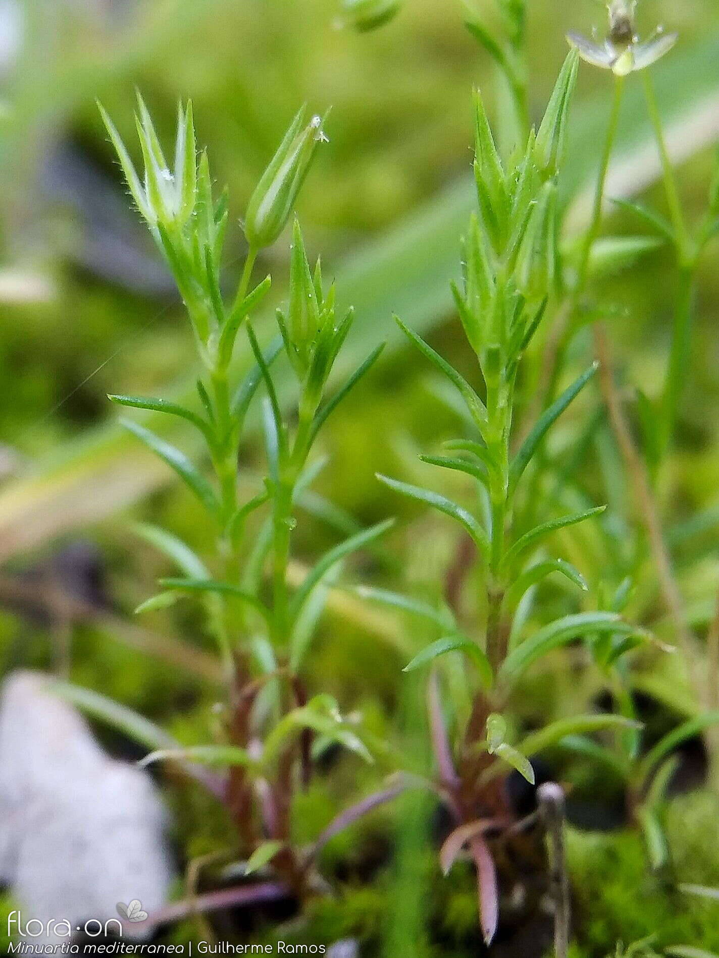 Minuartia mediterranea - Hábito | Guilherme Ramos; CC BY-NC 4.0