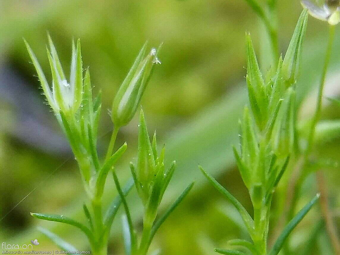 Minuartia mediterranea - Flor (geral) | Guilherme Ramos; CC BY-NC 4.0