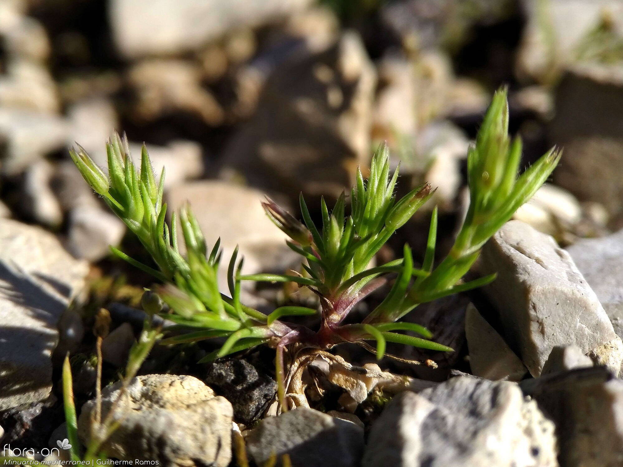 Minuartia mediterranea - Hábito | Guilherme Ramos; CC BY-NC 4.0