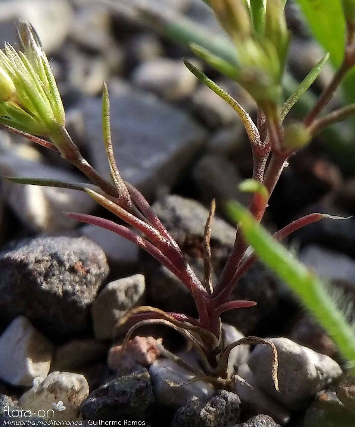 Minuartia mediterranea - Folha (geral) | Guilherme Ramos; CC BY-NC 4.0