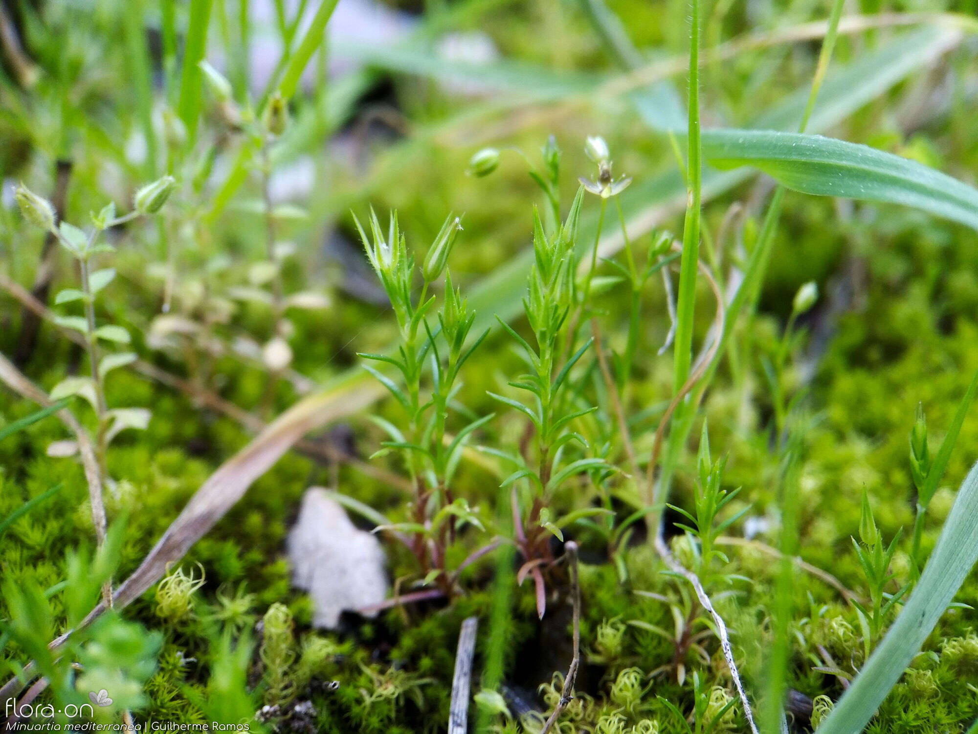 Minuartia mediterranea - Habitat | Guilherme Ramos; CC BY-NC 4.0