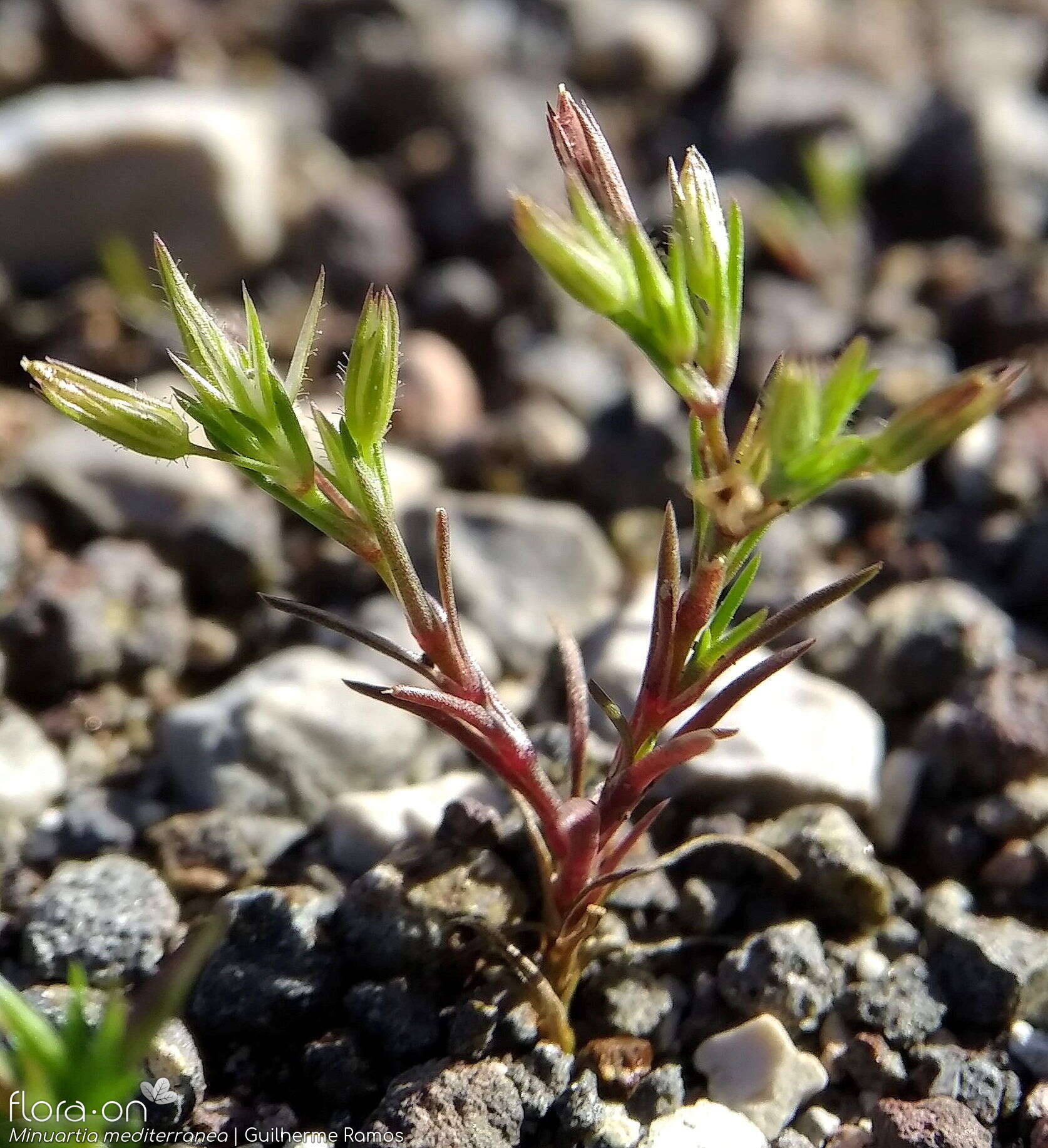 Minuartia mediterranea - Flor (close-up) | Guilherme Ramos; CC BY-NC 4.0