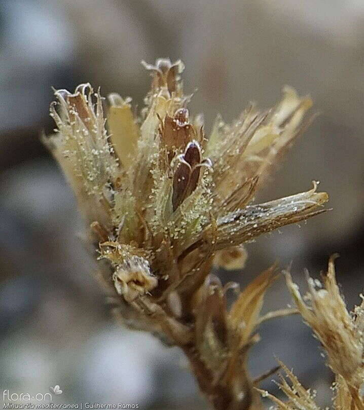 Minuartia mediterranea - Fruto | Guilherme Ramos; CC BY-NC 4.0
