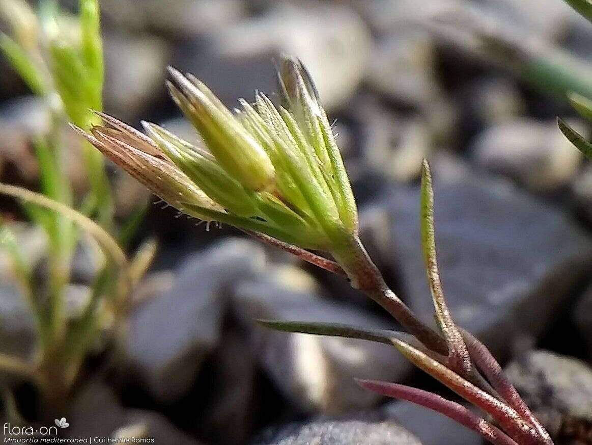 Minuartia mediterranea - Flor (geral) | Guilherme Ramos; CC BY-NC 4.0