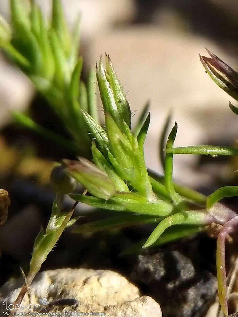 Minuartia mediterranea - Flor (geral) | Guilherme Ramos; CC BY-NC 4.0