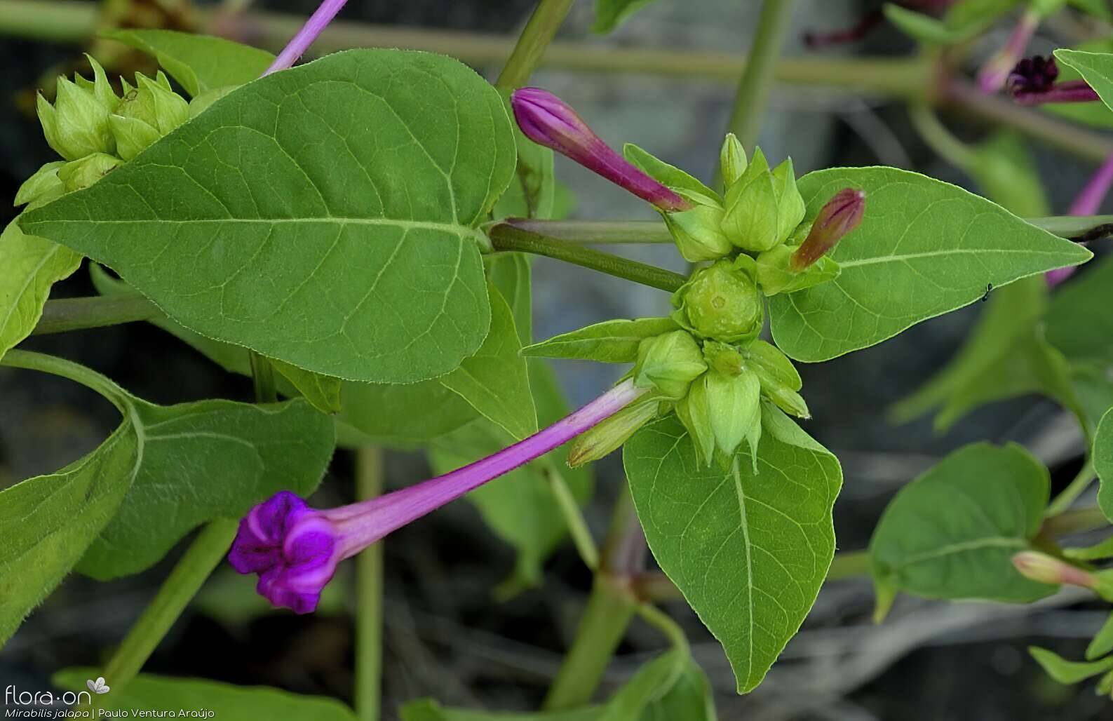 Mirabilis jalapa - Flor (geral) | Paulo Ventura Araújo; CC BY-NC 4.0