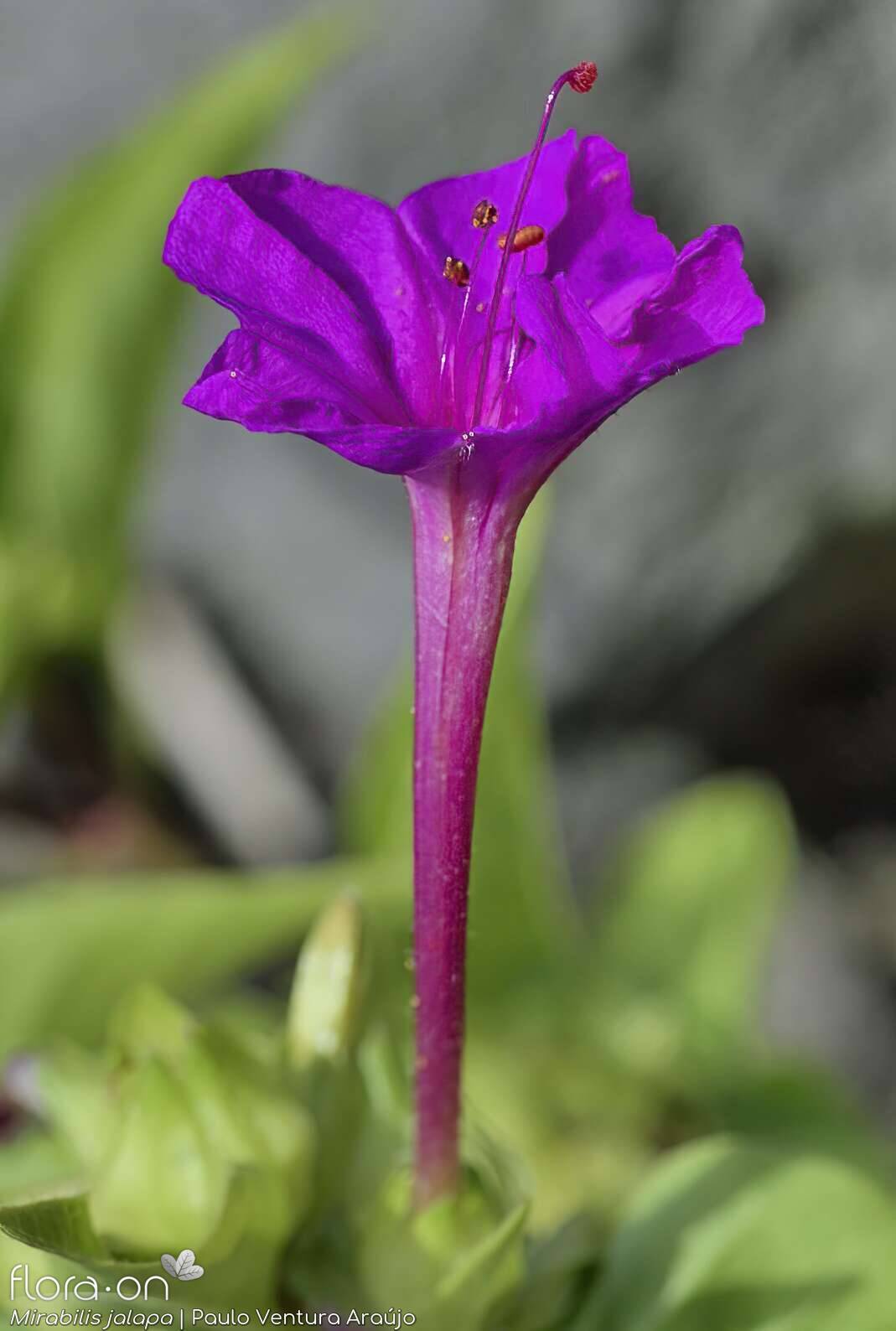 Mirabilis jalapa - Flor (close-up) | Paulo Ventura Araújo; CC BY-NC 4.0