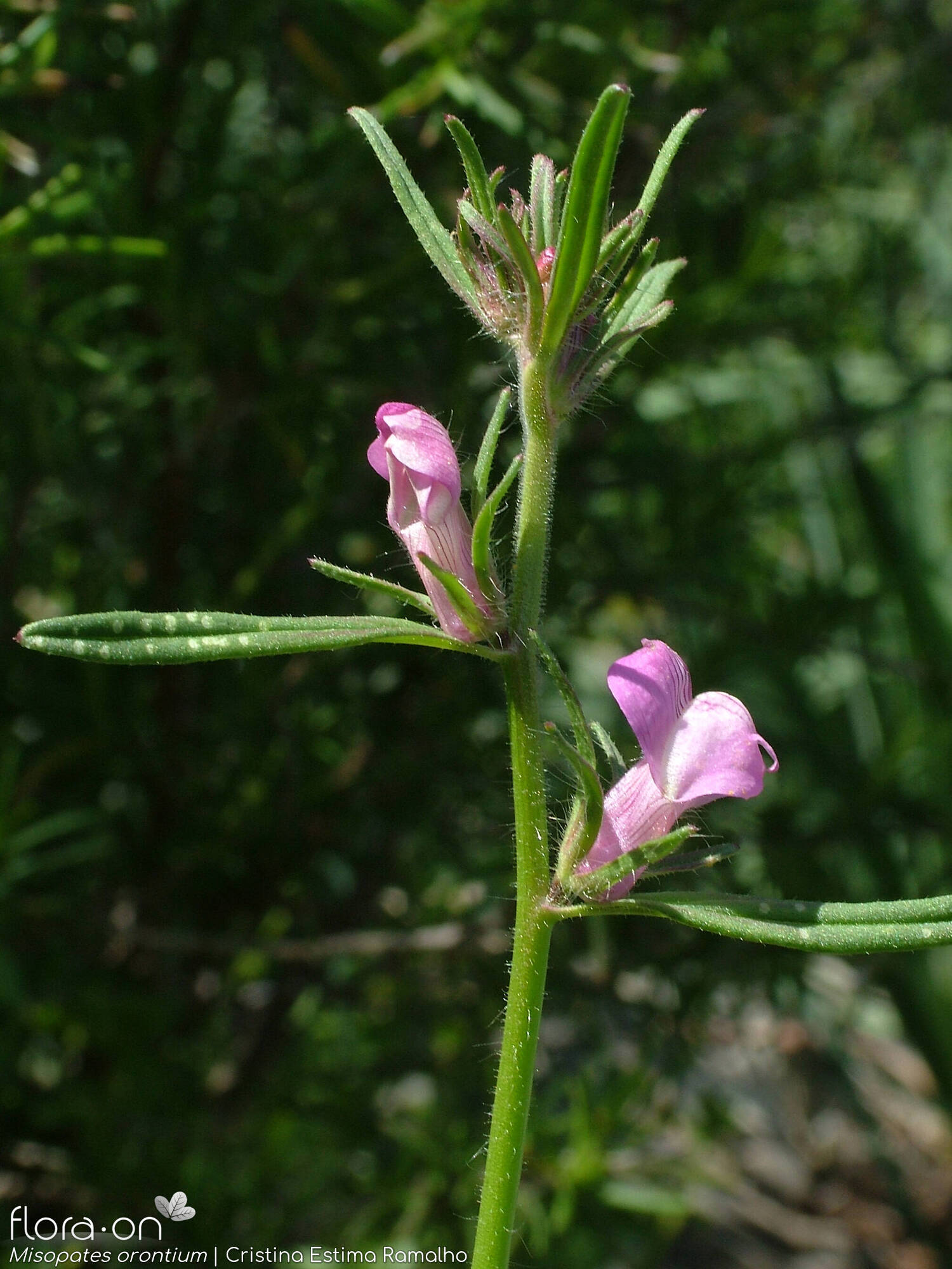 Misopates orontium - Flor (geral) | Cristina Estima Ramalho; CC BY-NC 4.0