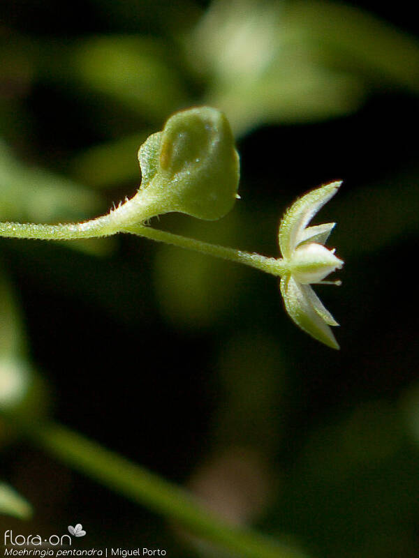 Moehringia pentandra - Flor (close-up) | Miguel Porto; CC BY-NC 4.0