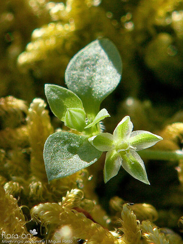 Moehringia pentandra - Flor (close-up) | Miguel Porto; CC BY-NC 4.0