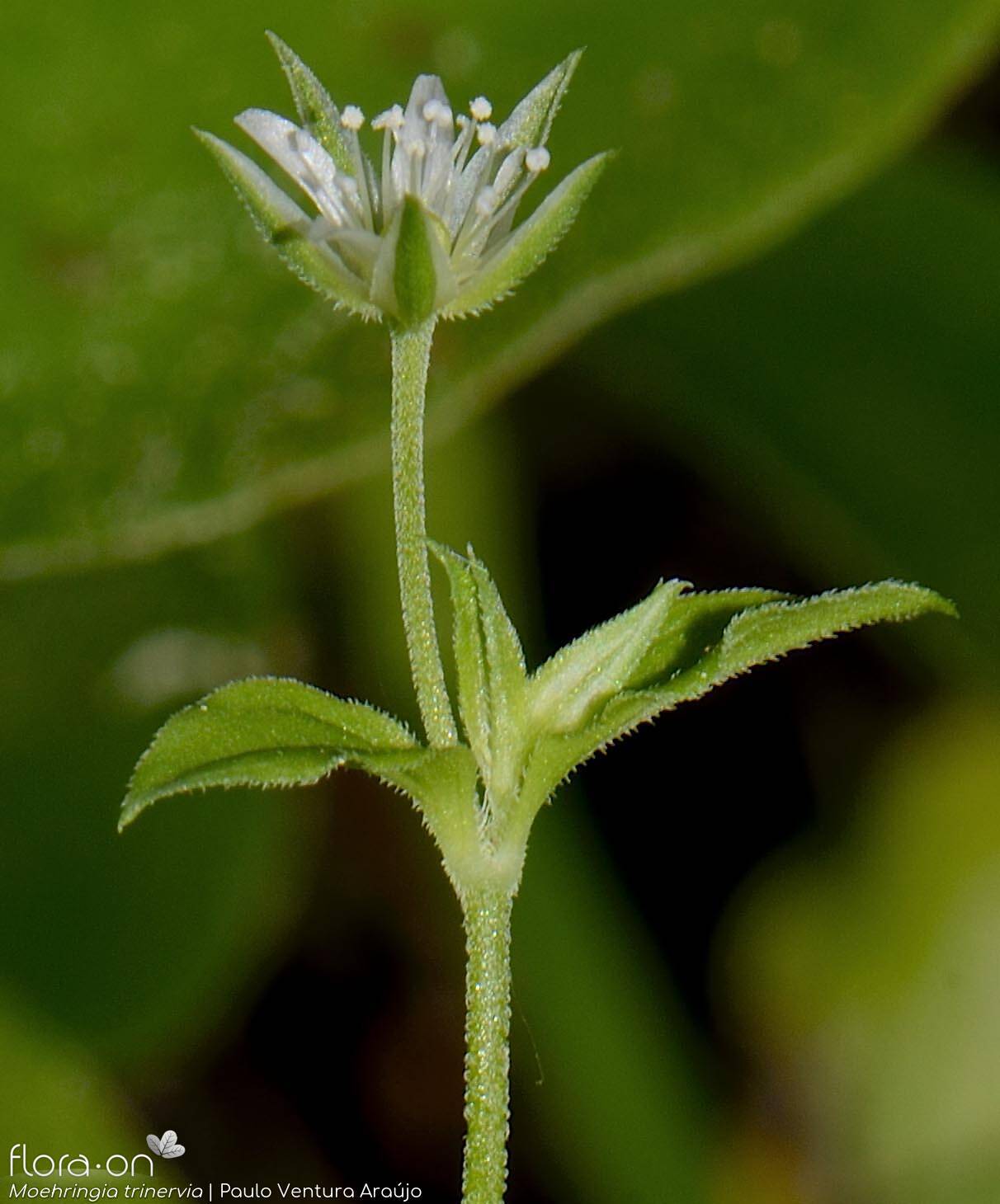 Moehringia trinervia - Flor (close-up) | Paulo Ventura Araújo; CC BY-NC 4.0