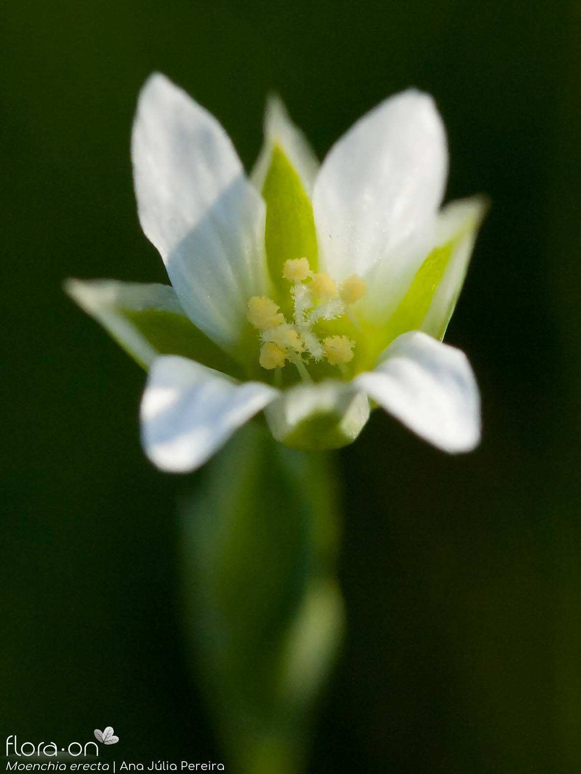 Moenchia erecta - Flor (close-up) | Ana Júlia Pereira; CC BY-NC 4.0