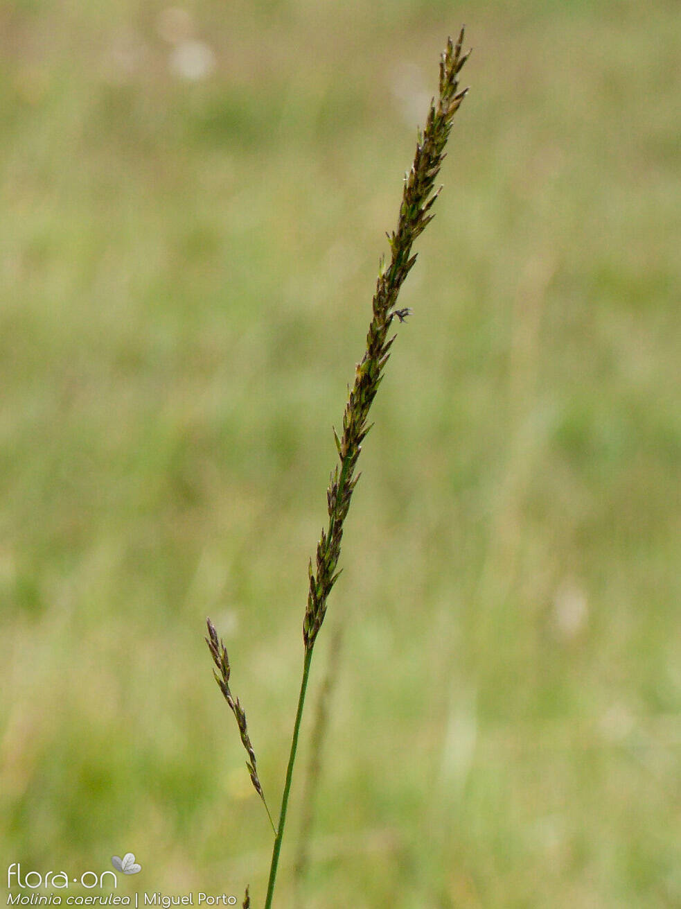 Molinia