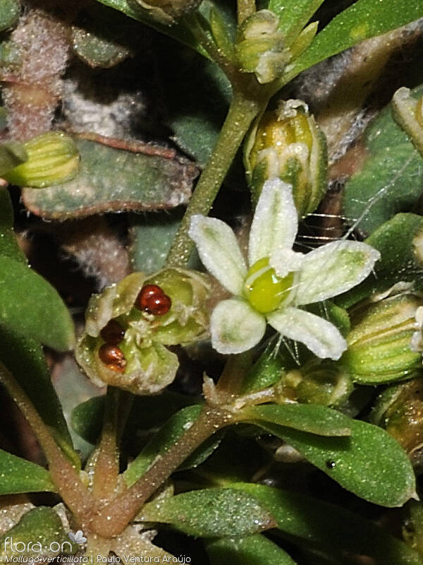 Mollugo verticillata - Flor (close-up) | Paulo Ventura Araújo; CC BY-NC 4.0