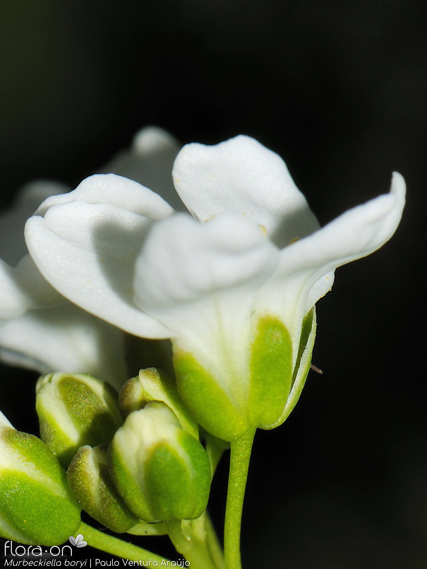 Murbeckiella boryi - Flor (close-up) | Paulo Ventura Araújo; CC BY-NC 4.0
