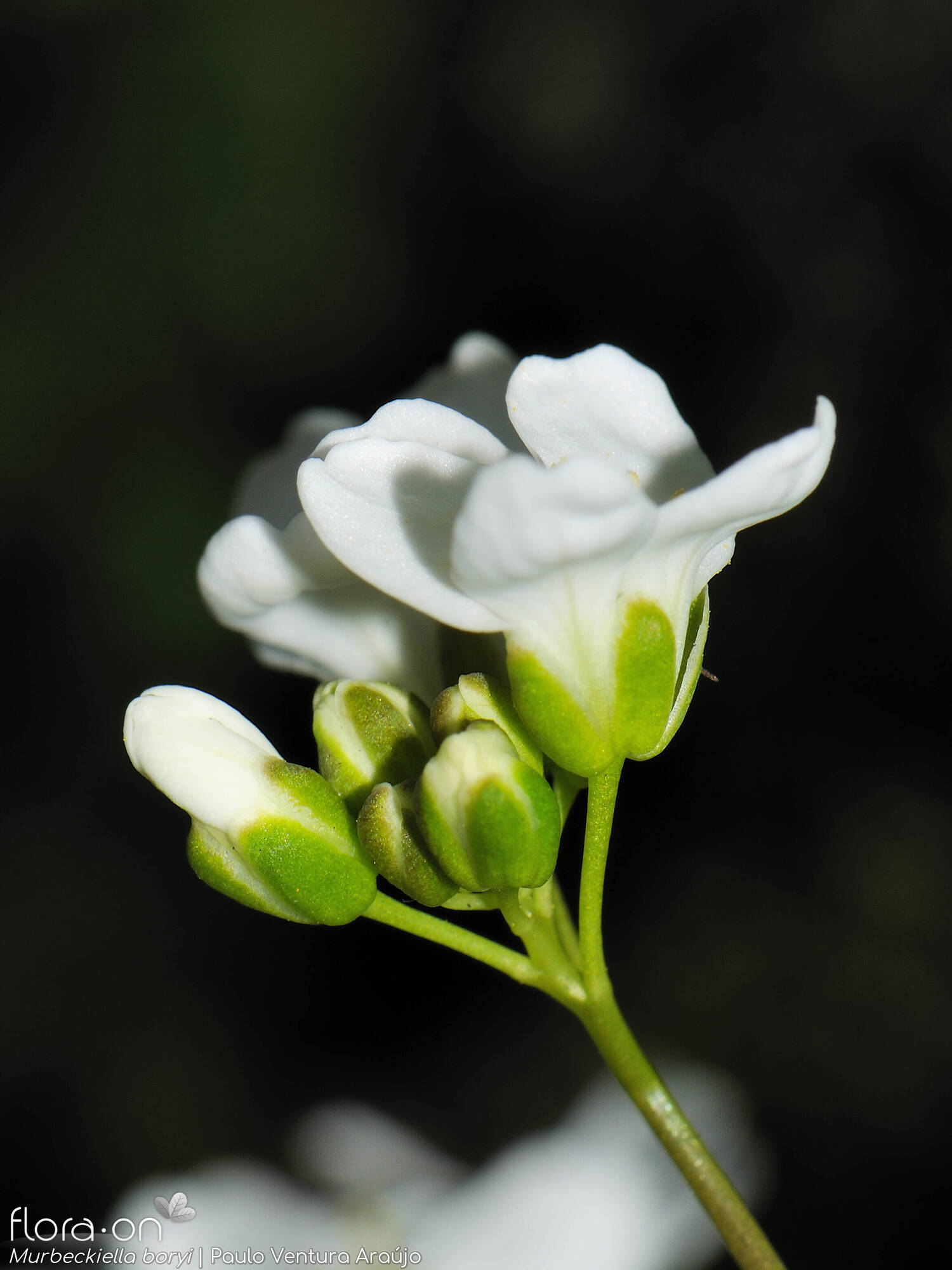 Murbeckiella boryi - Flor (geral) | Paulo Ventura Araújo; CC BY-NC 4.0