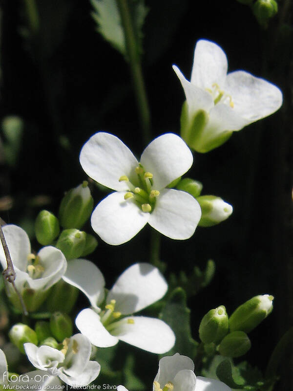 Murbeckiella sousae - Flor (close-up) | Alexandre Silva; CC BY-NC 4.0