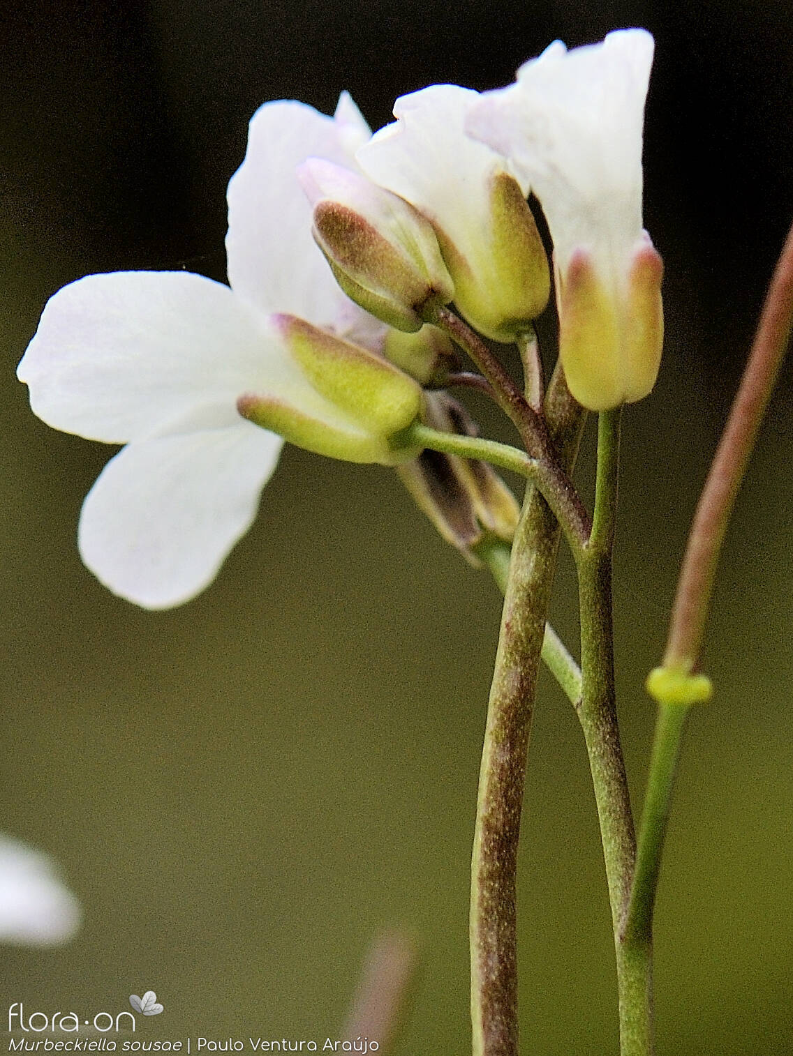 Murbeckiella sousae - Flor (close-up) | Paulo Ventura Araújo; CC BY-NC 4.0