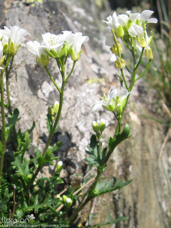 Murbeckiella sousae - Flor (geral) | Alexandre Silva; CC BY-NC 4.0