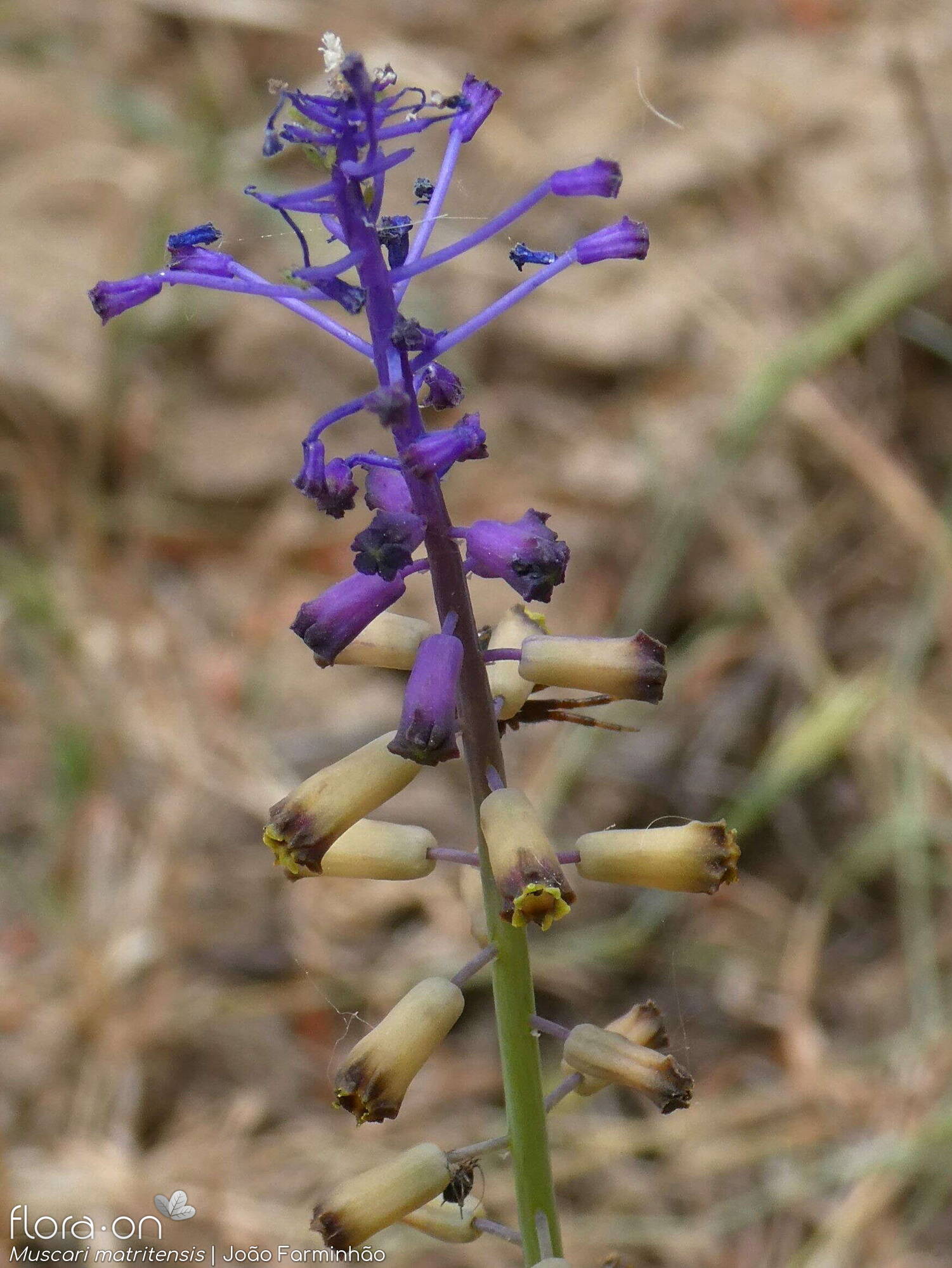 Muscari matritense - Flor (geral) | João Farminhão; CC BY-NC 4.0