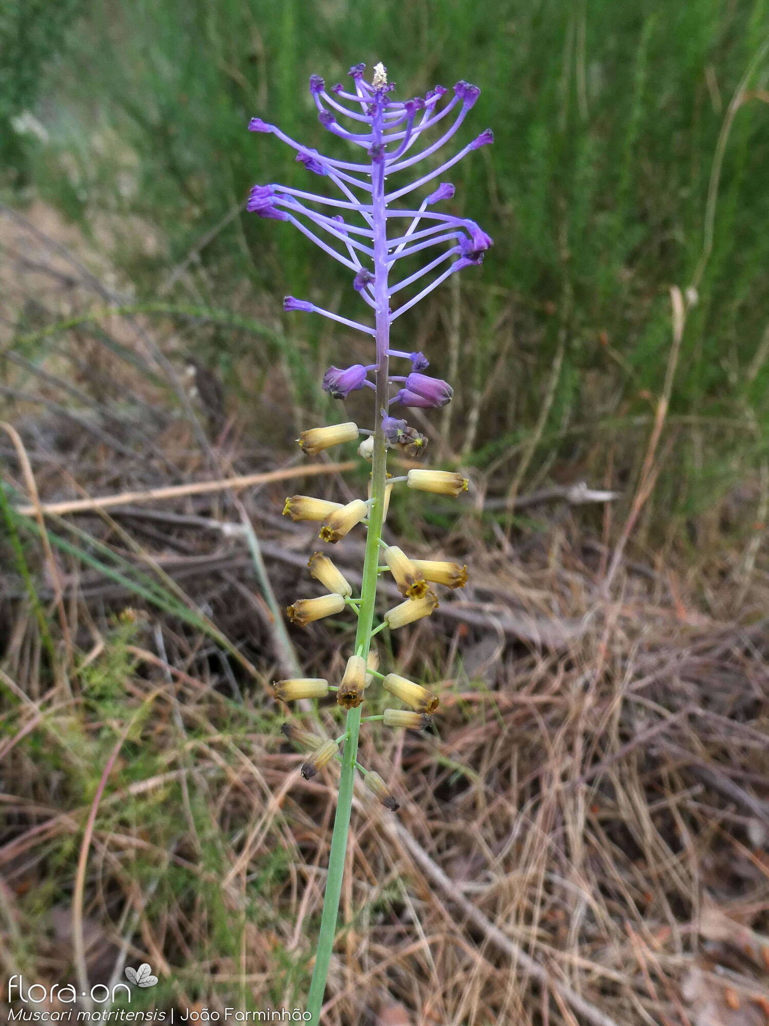 Muscari matritense - Flor (geral) | João Farminhão; CC BY-NC 4.0