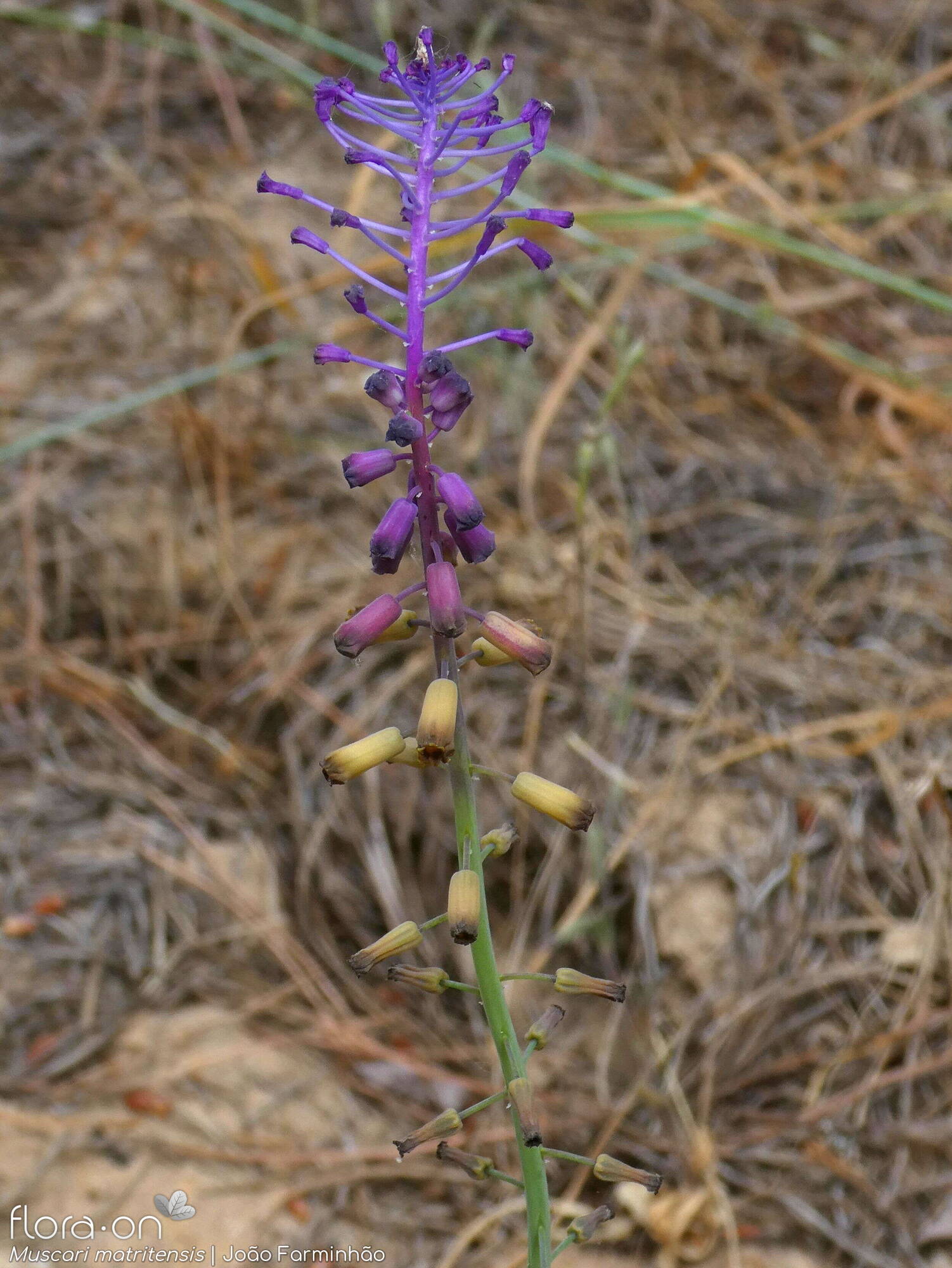 Muscari matritense - Flor (geral) | João Farminhão; CC BY-NC 4.0