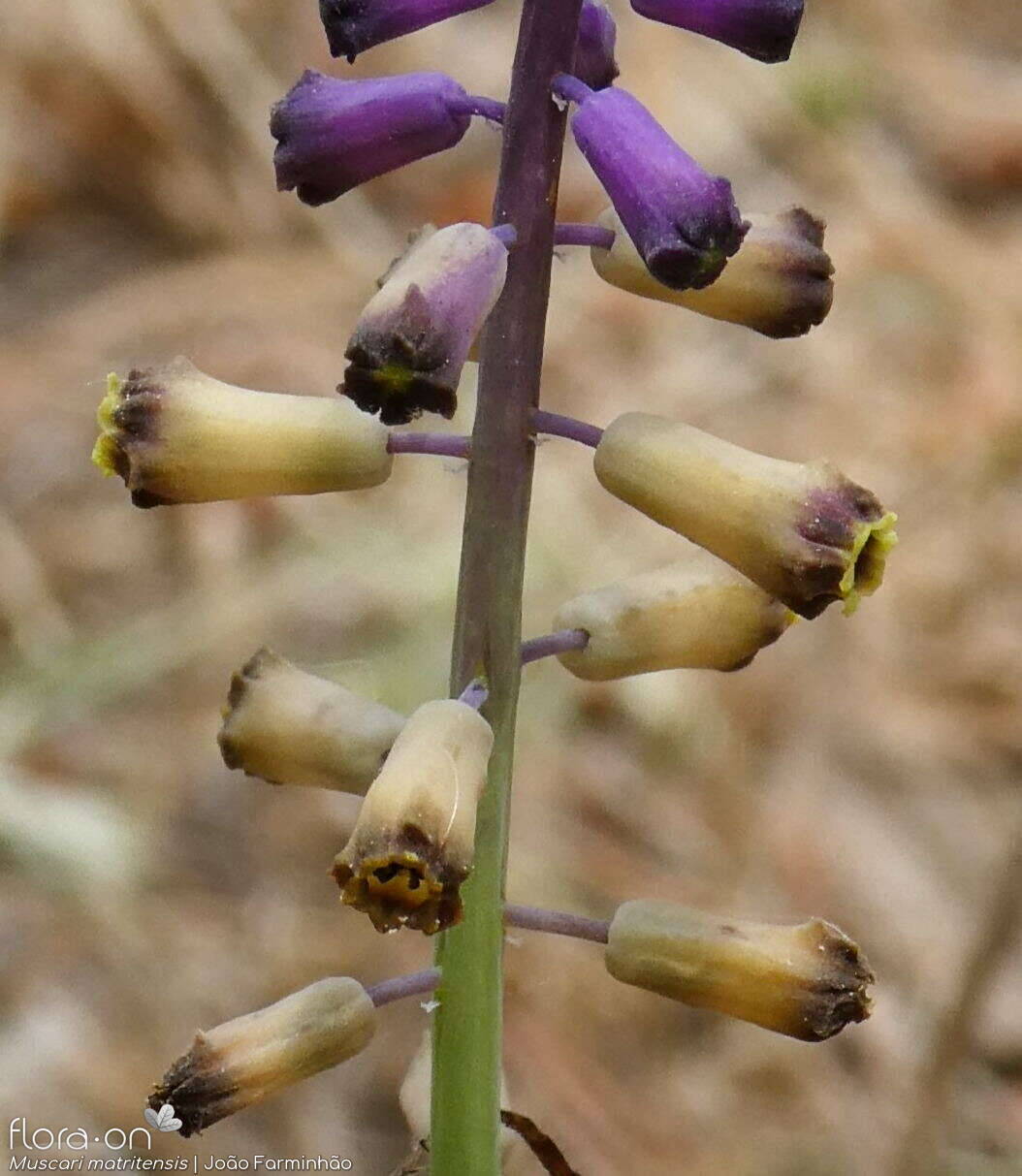 Muscari matritense - Flor (close-up) | João Farminhão; CC BY-NC 4.0