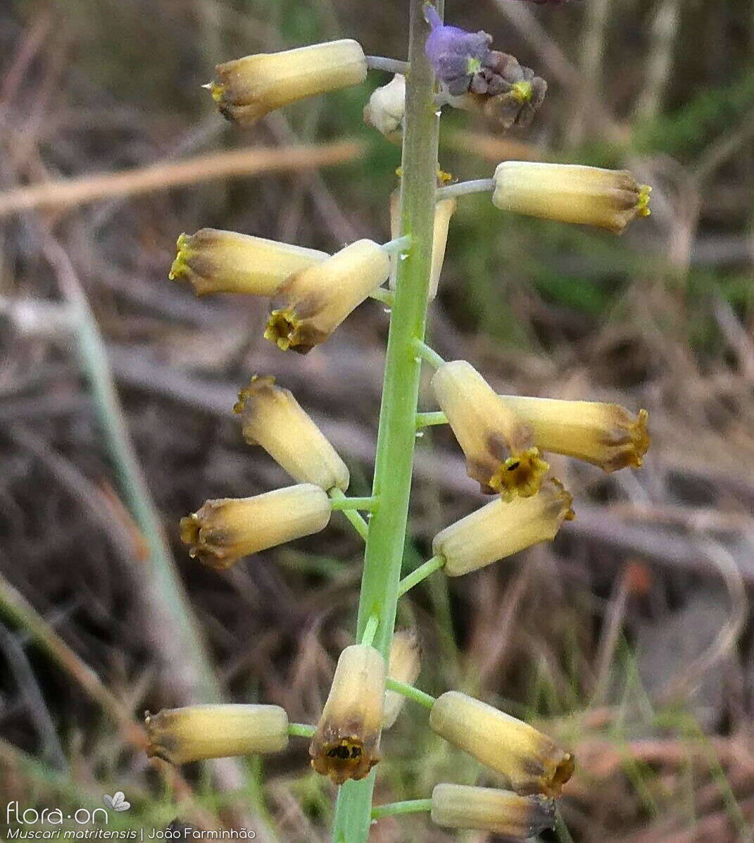 Muscari matritense - Flor (close-up) | João Farminhão; CC BY-NC 4.0