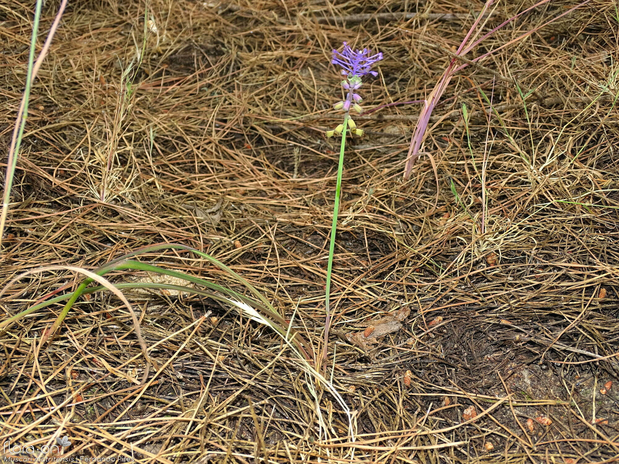 Muscari matritense - Hábito | Fernando Pires; CC BY-NC 4.0