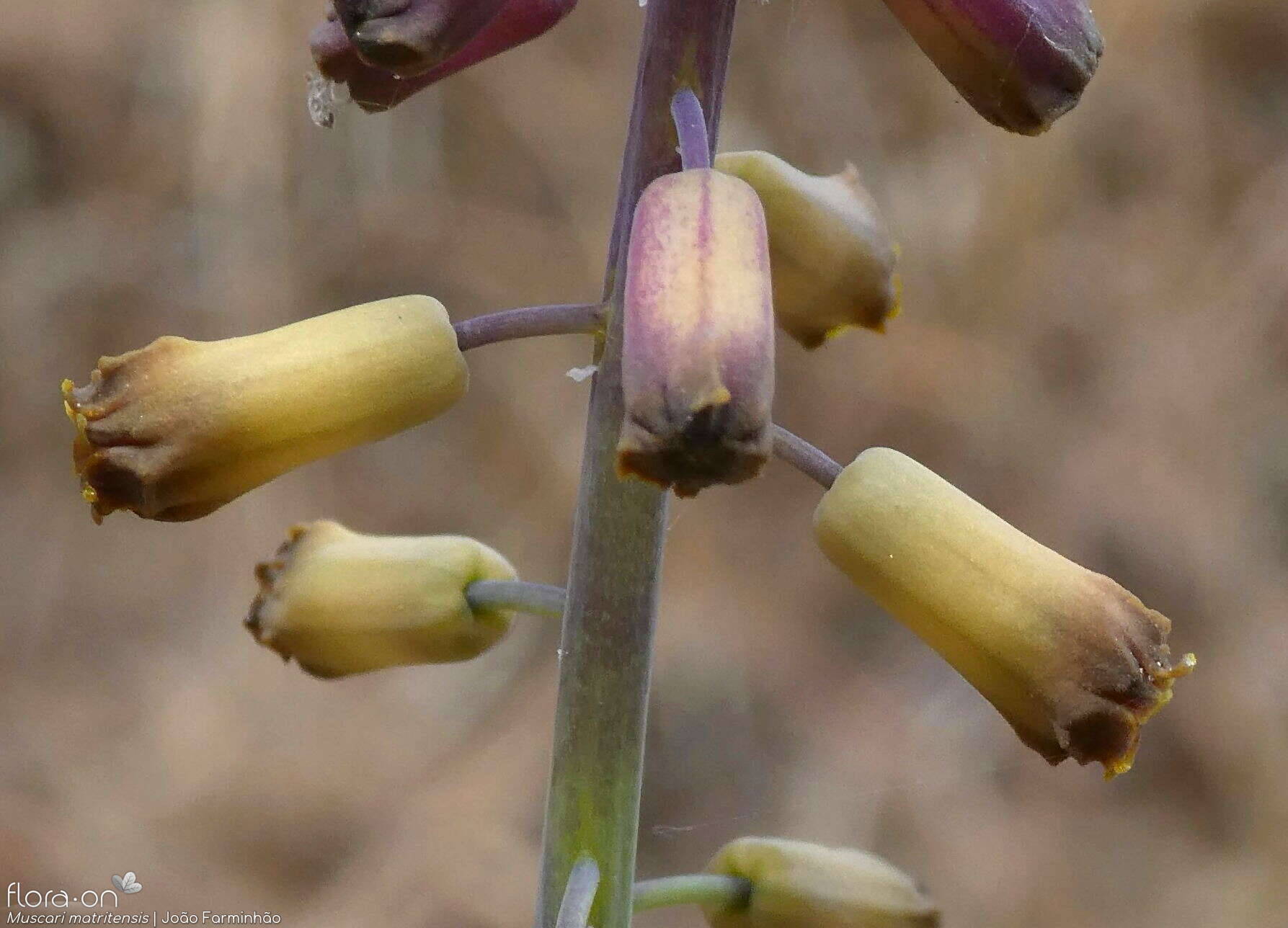 Muscari matritense - Flor (close-up) | João Farminhão; CC BY-NC 4.0