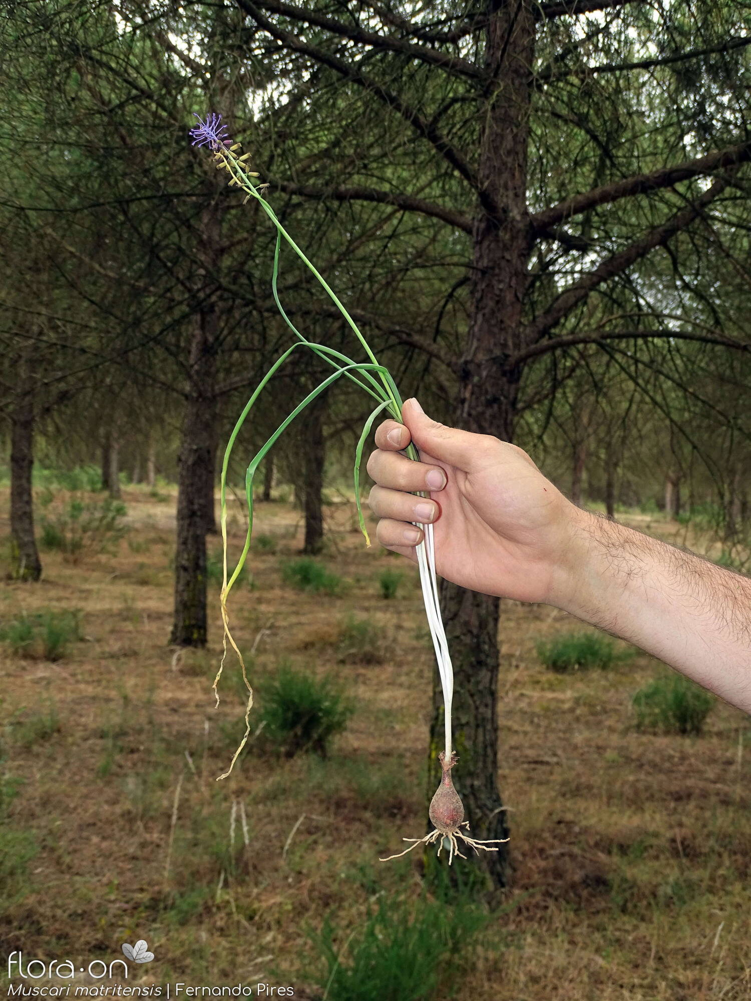 Muscari matritense - Hábito | Fernando Pires; CC BY-NC 4.0