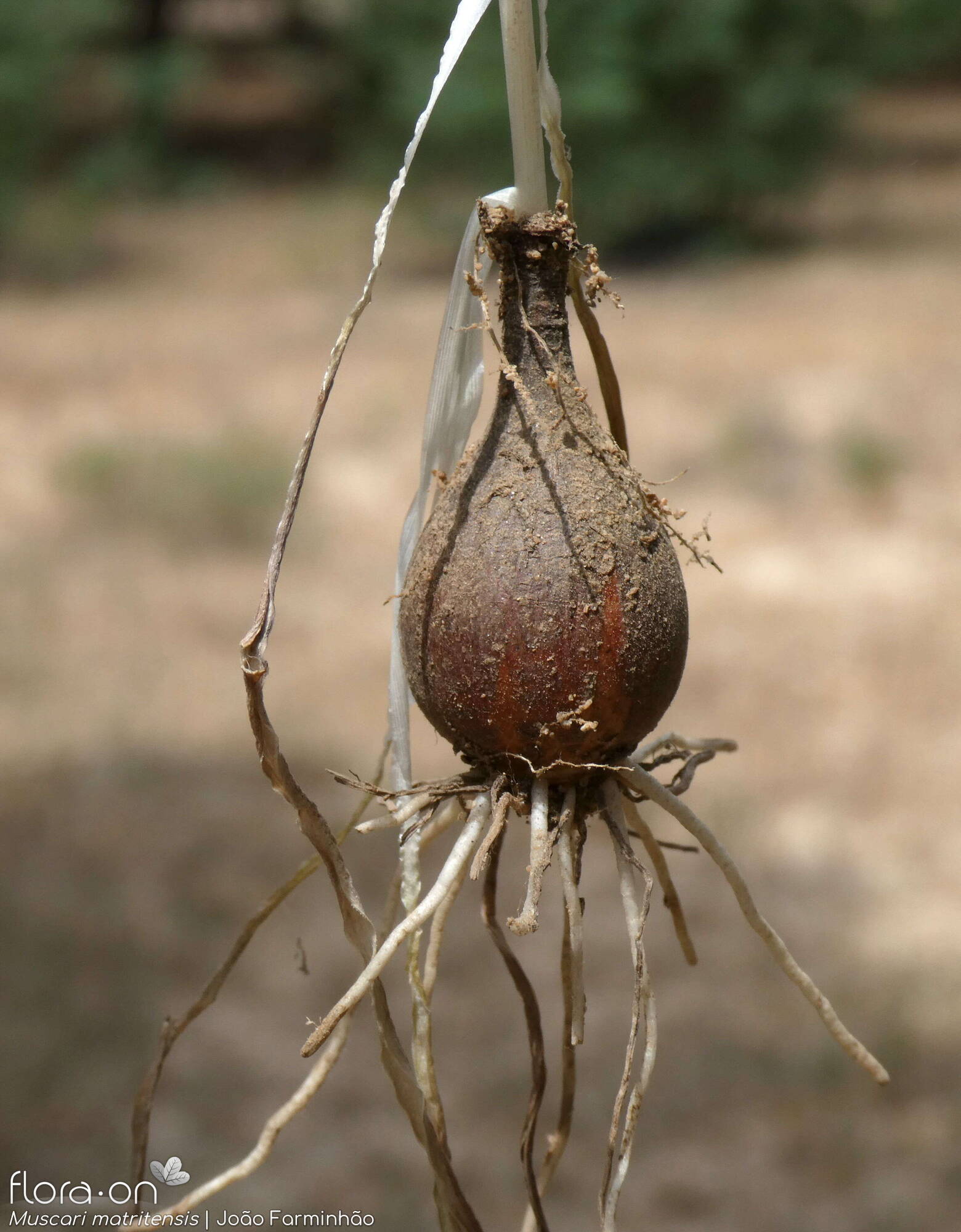 Muscari matritense - Raiz | João Farminhão; CC BY-NC 4.0