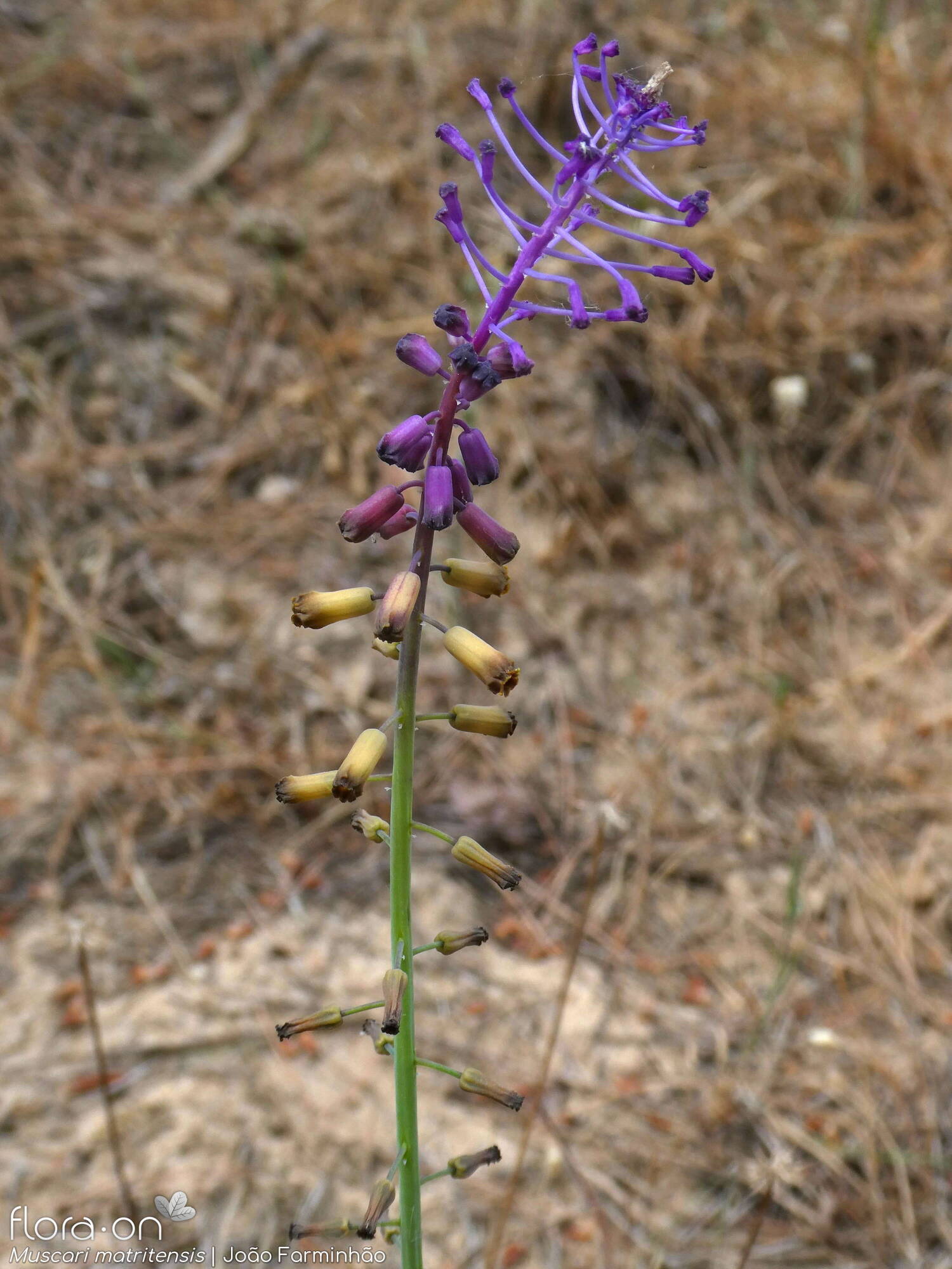 Muscari matritense - Flor (geral) | João Farminhão; CC BY-NC 4.0