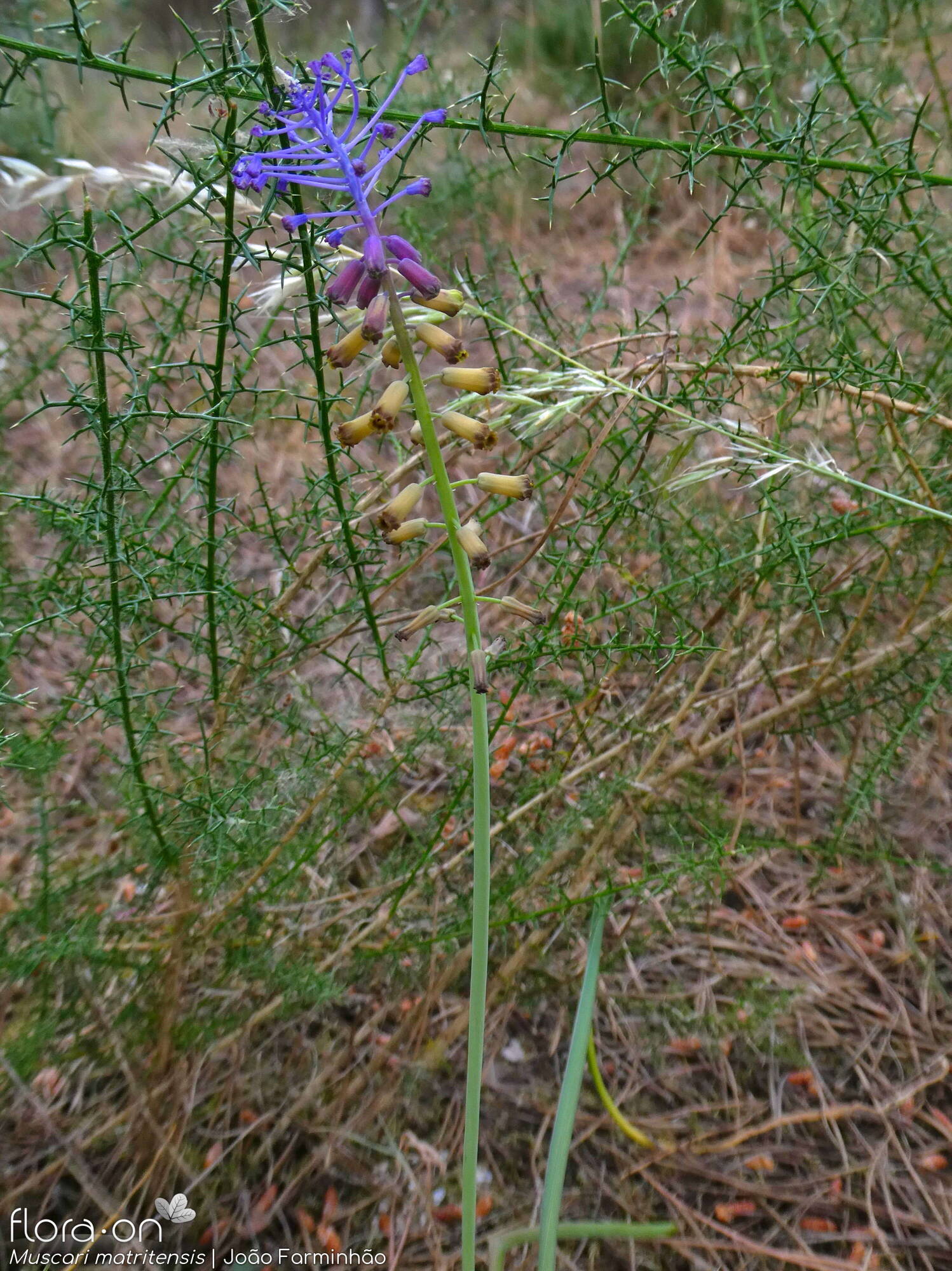 Muscari matritense - Hábito | João Farminhão; CC BY-NC 4.0