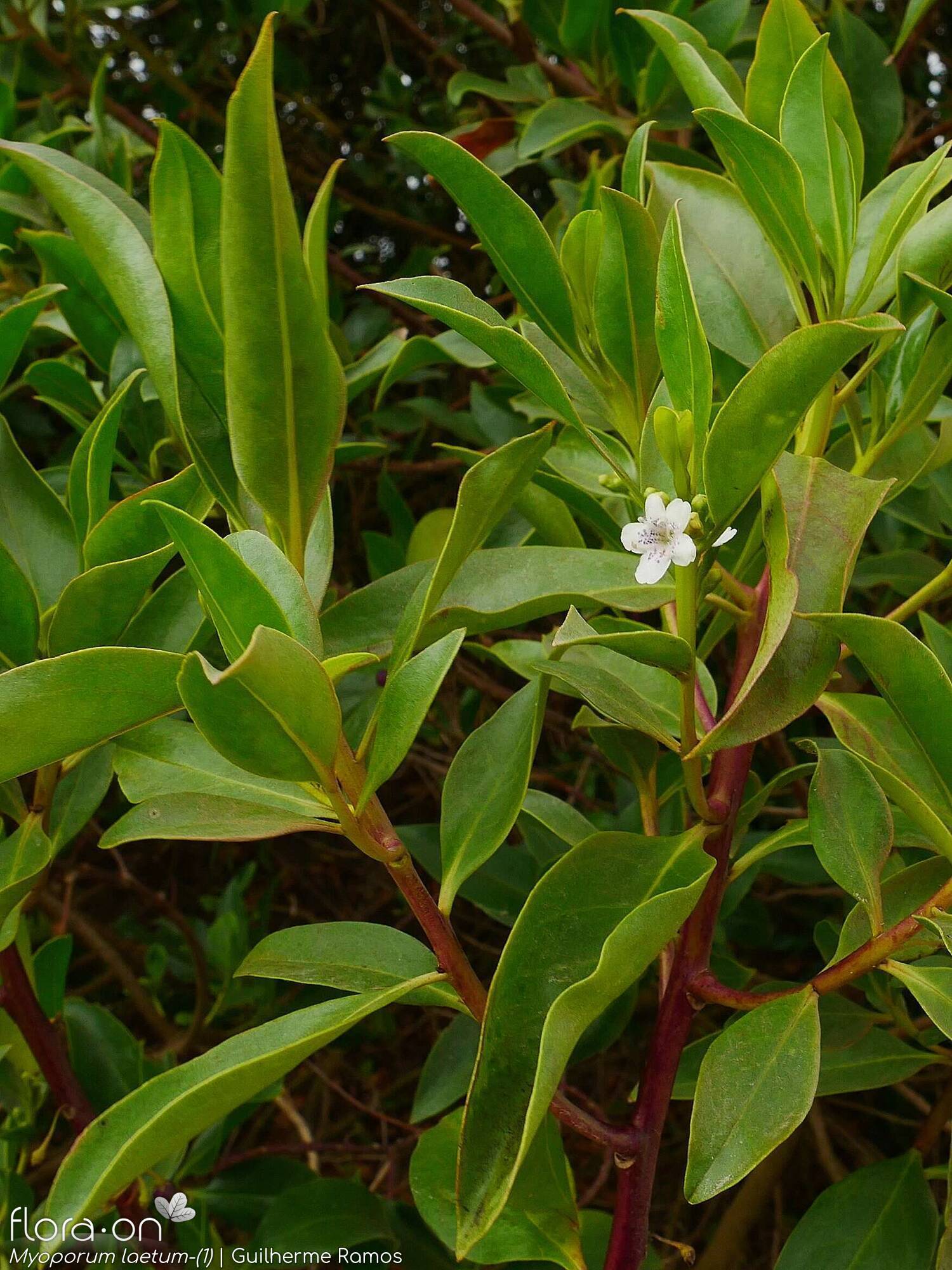 Myoporum laetum-(1) - Flor (geral) | Guilherme Ramos; CC BY-NC 4.0