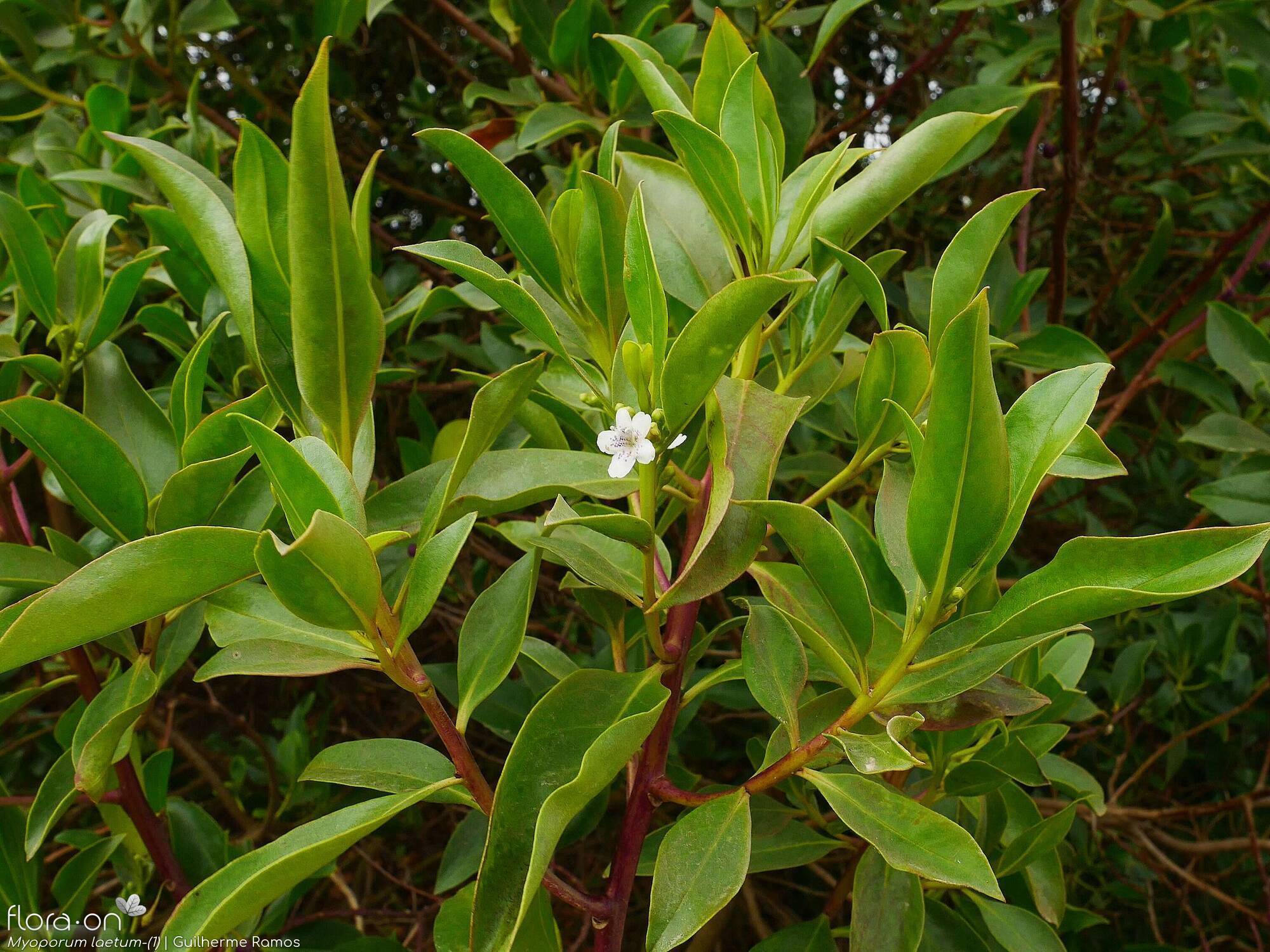 Myoporum laetum-(1) - Flor (geral) | Guilherme Ramos; CC BY-NC 4.0
