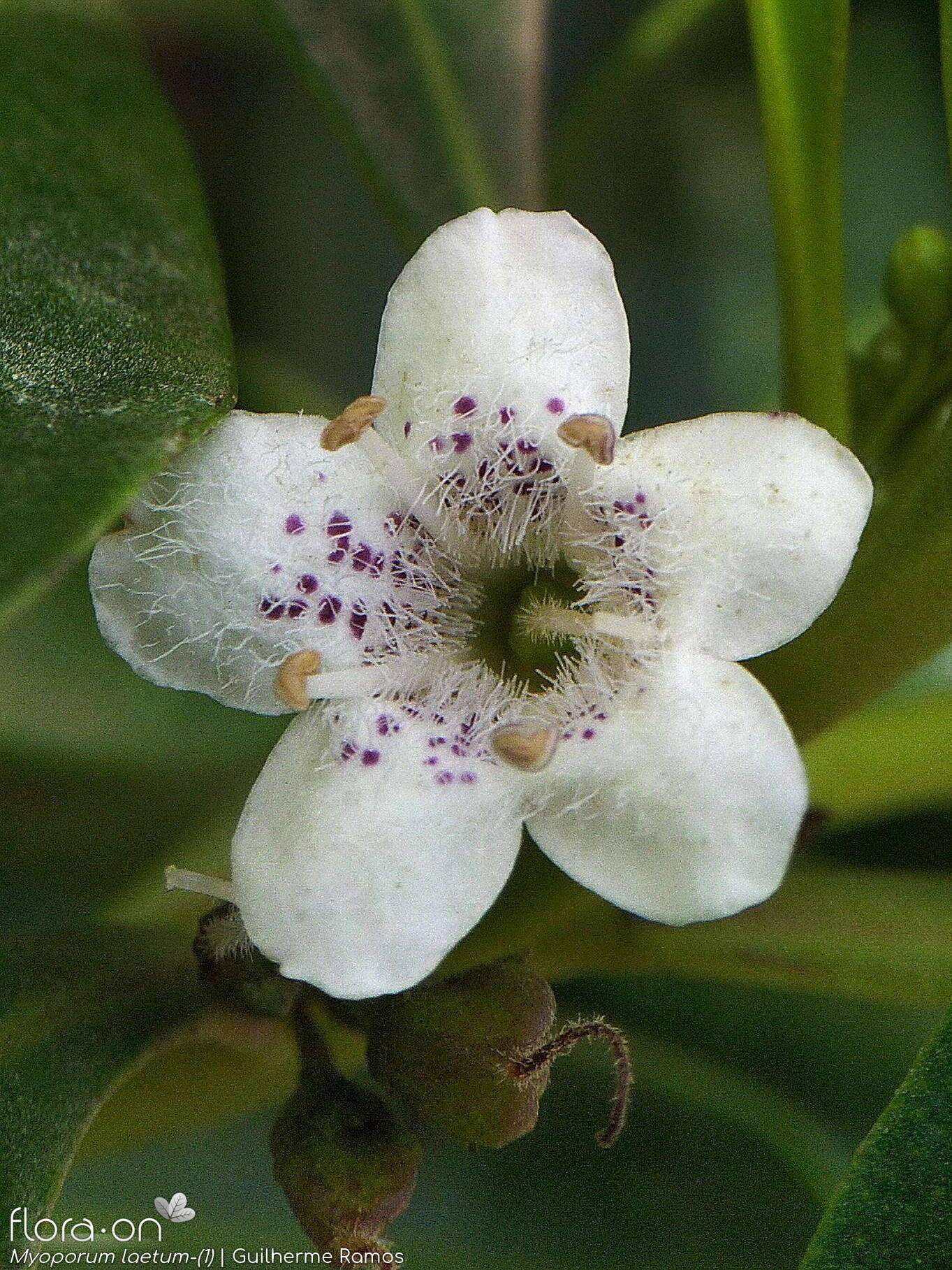 Myoporum laetum-(1) - Flor (close-up) | Guilherme Ramos; CC BY-NC 4.0