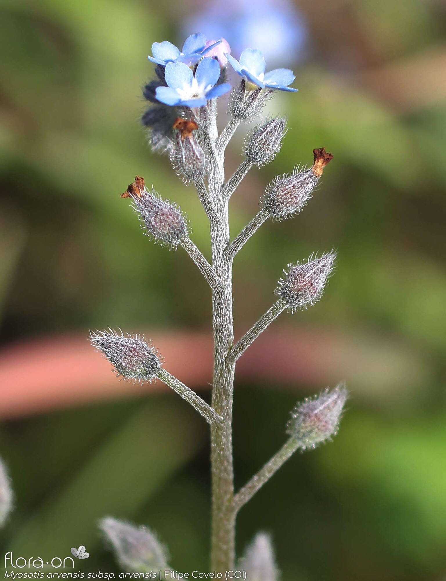 Myosotis arvensis arvensis - Flor (geral) | Filipe Covelo; CC BY-NC 4.0