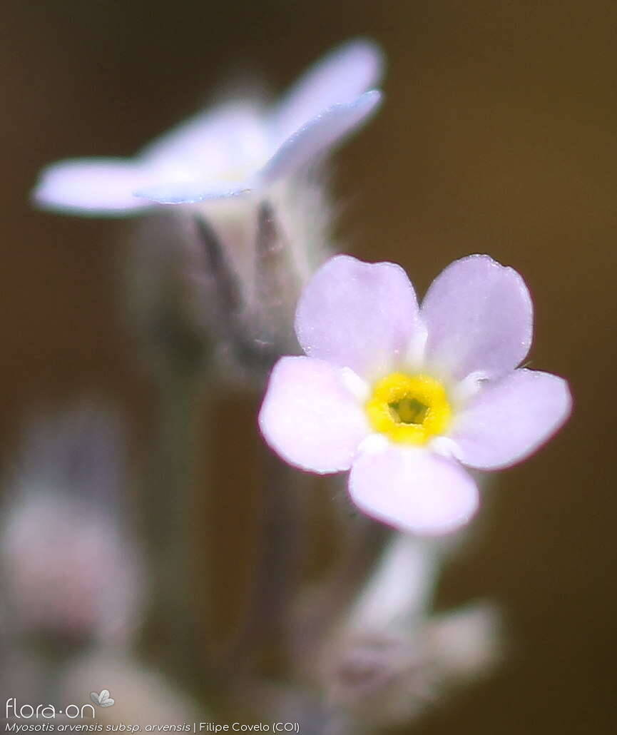 Myosotis arvensis arvensis - Flor (close-up) | Filipe Covelo; CC BY-NC 4.0